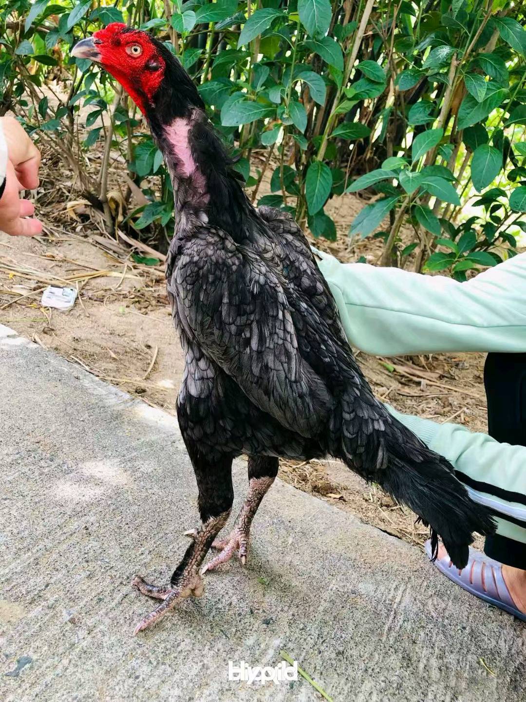 看看我的鬼母如何？